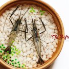 Shrimp resin painting,resin artwork,a lovely gift