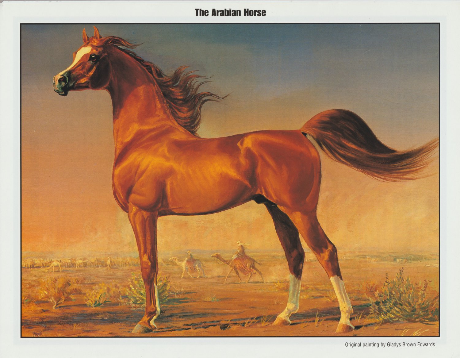 Arabian Horse Print Poster by Gladys Brown Edwards