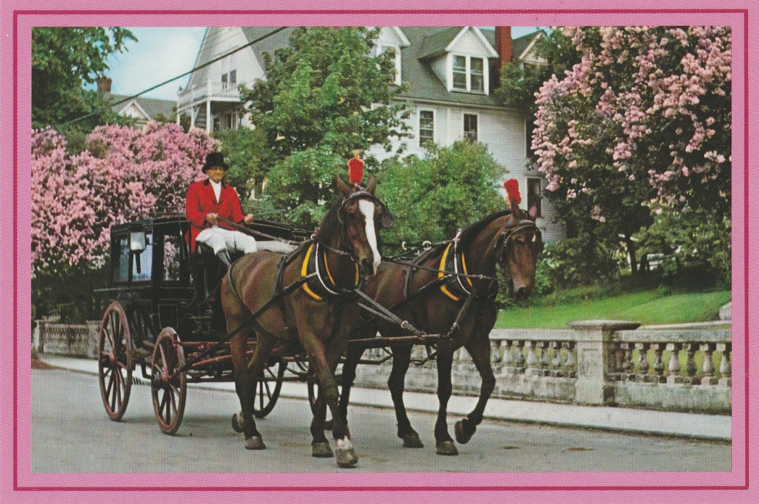 Carriage and Lilacs Postcard Horses Mackinac Island