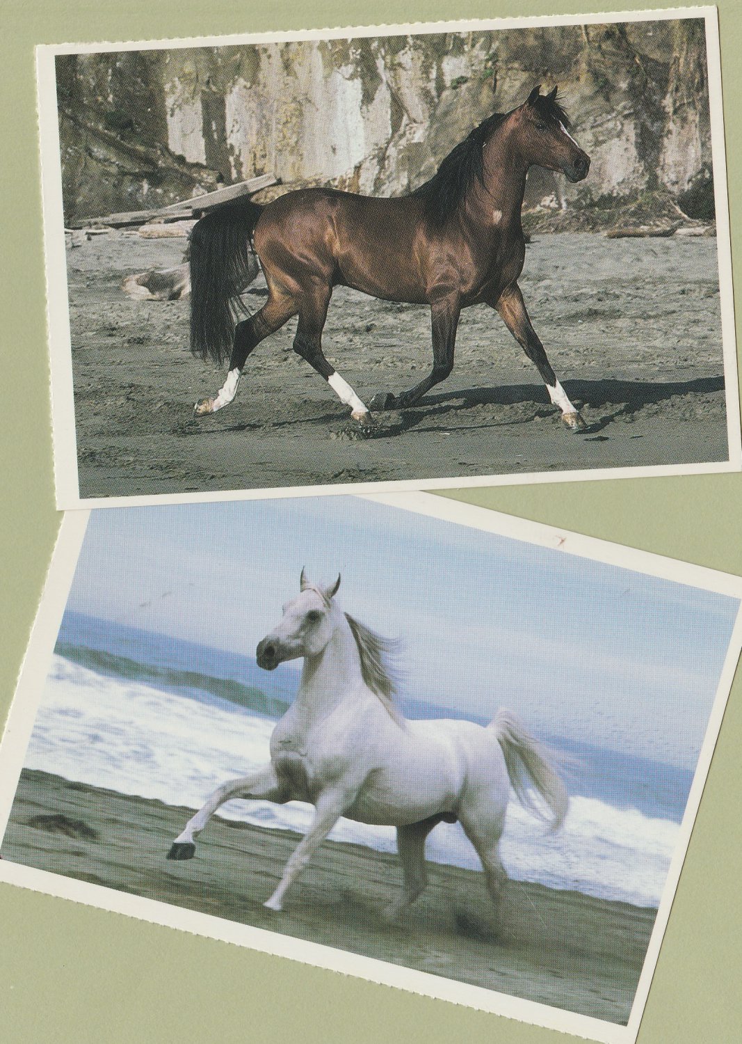 Arabian Horse Running Lot of Two Postcards Equine