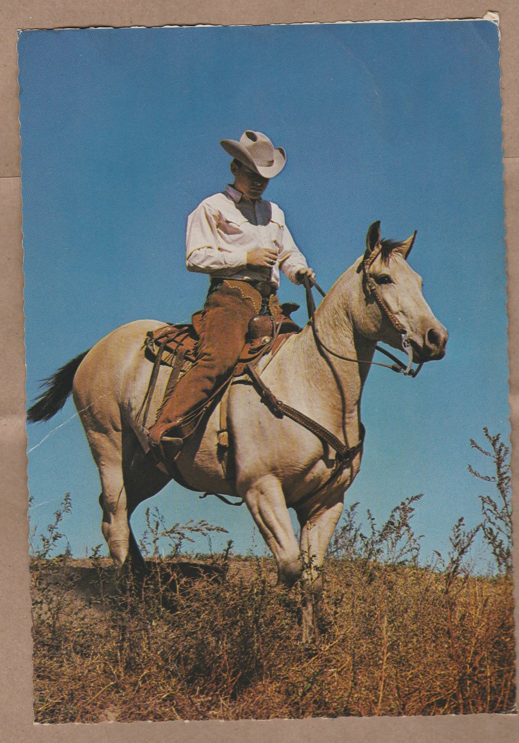 Quarter Horse Jumbo Postcard Western Cowboy