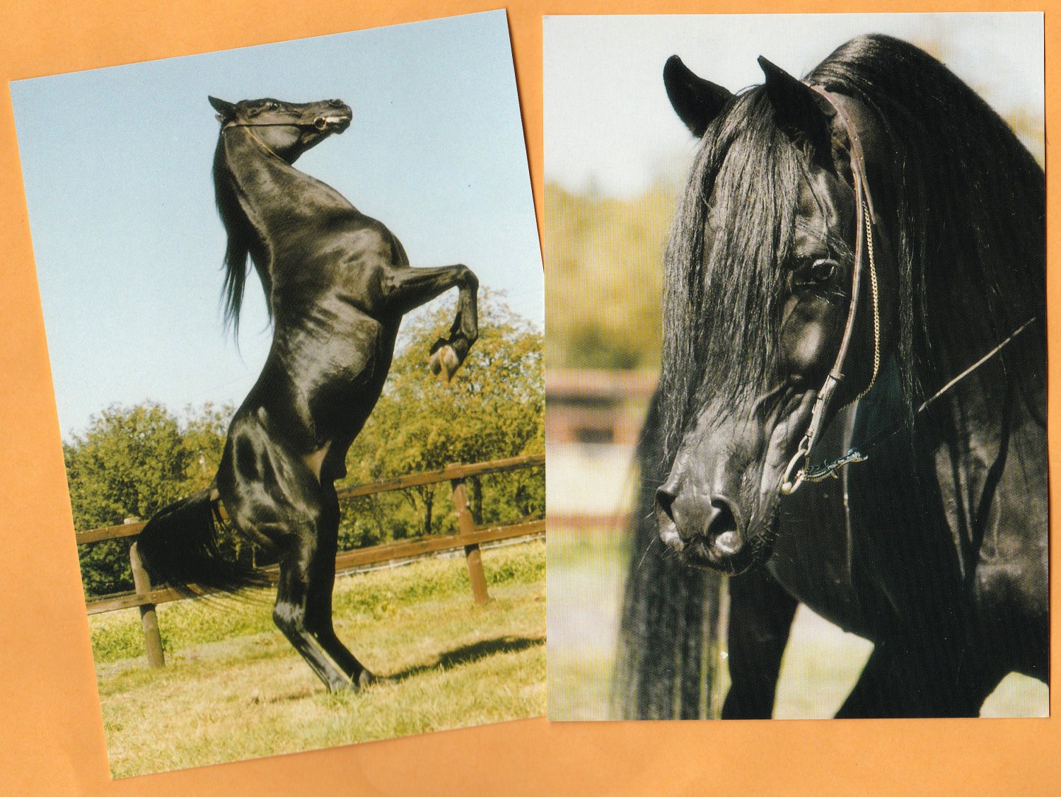 Two Arabian Horse Postcards Mouka - Tuam Black Rearing Stallion