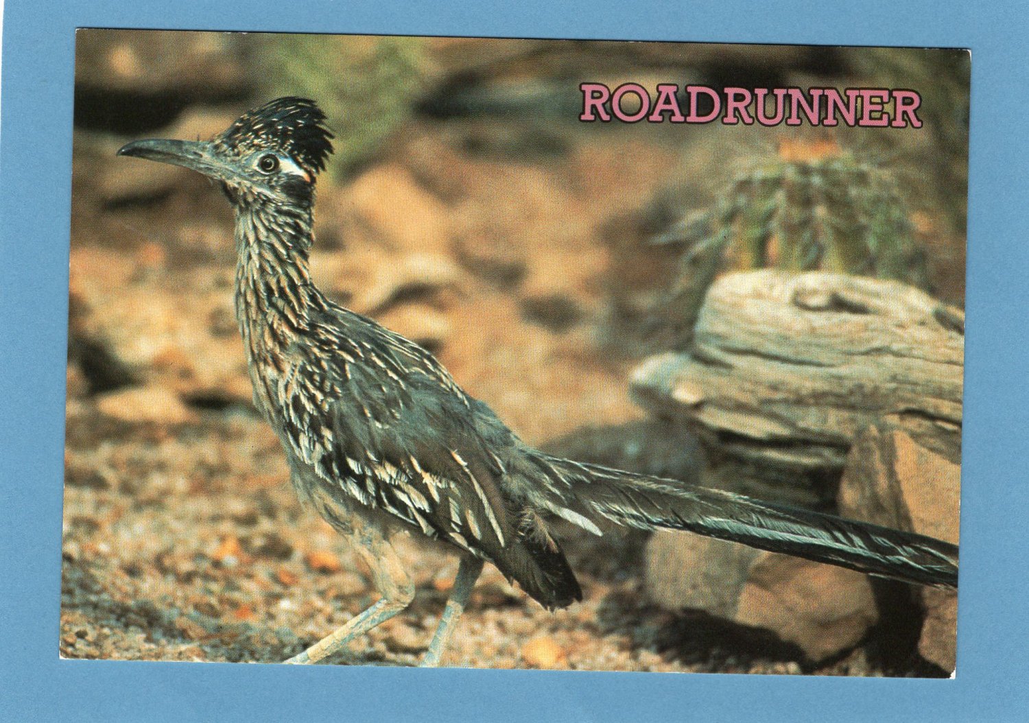 Roadrunner Full Color Postcard, Collectible, Cuckoo, Bird, Avian