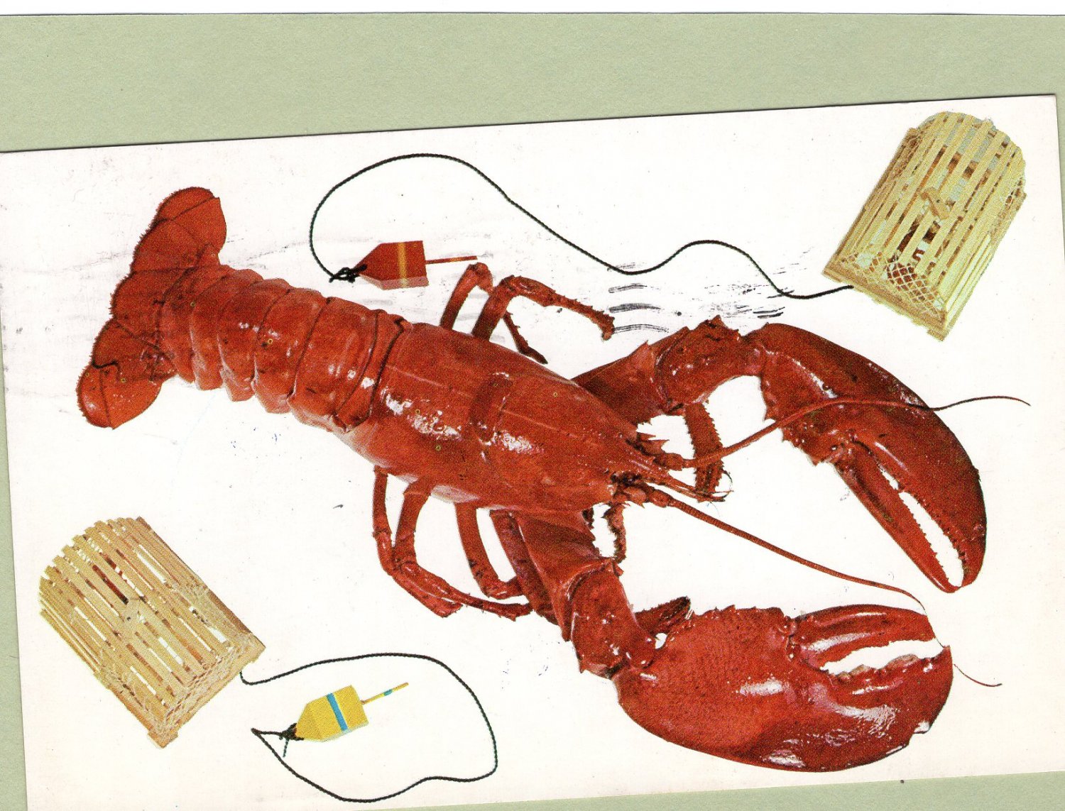 Maine Lobster, Trap, Cage, Crustacean, Vintage Postcard, Postmarked