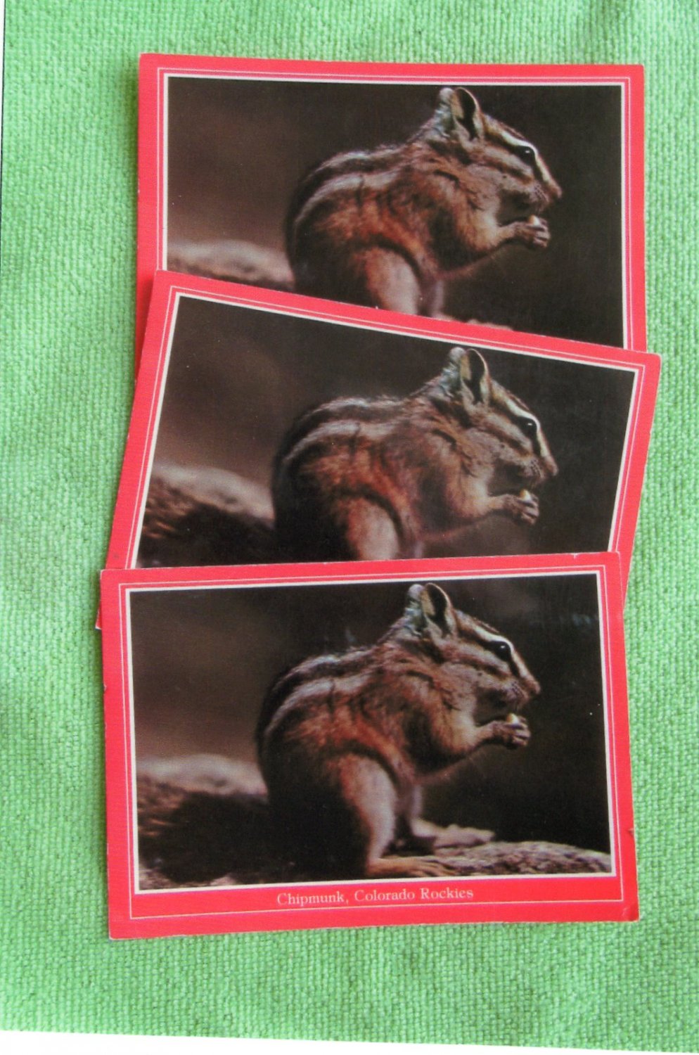 Chipmunk, Colorado Rockies, Wildlife, Rodent, Full Color Postcards, Unused