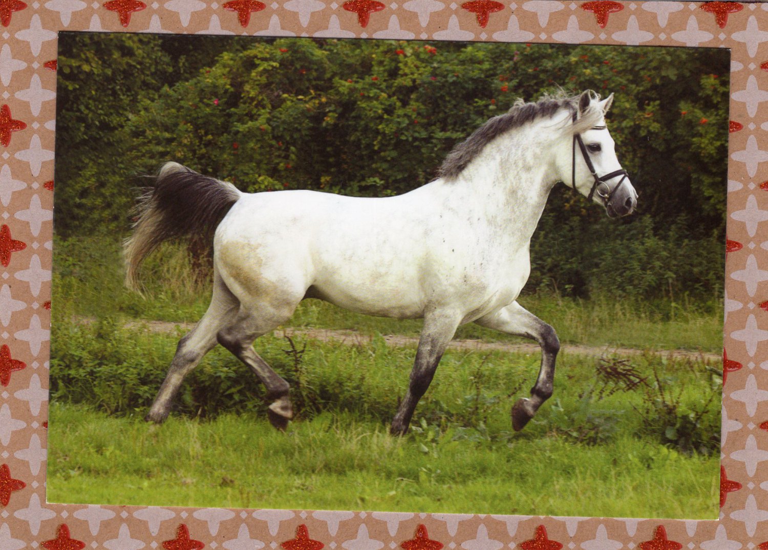 "Holstein's Nightlight" Riding Pony / Horse Trotting Equine Postcard, Full Color