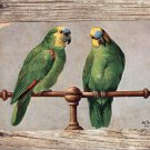 Brightly Colored Parrots On Perch, Artist Signed Antique Postcard, Avian, Printed in Germany