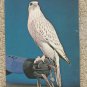 USAF Academy FALCON Postcard Military Bird Fauna