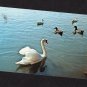 Swans & Ducks At Beech Bend Park, Bowling Green, KY Waterfowl, Birds, Postcard