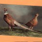 Chinese Pheasants, Oregon, Old Postcard, Used, Game Birds, Rooster & Hen, Wildlife