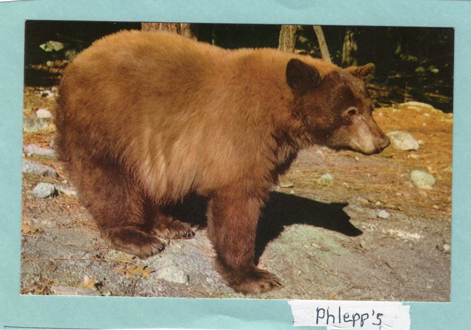 Cinnamon Color Phase Black Bear Postcard, Yellowstone National Park
