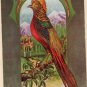 A Wreath Of Happiness Old Embossed Postcard With Bird On Tree Branch, Free Shipping