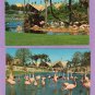 Flock Of Flamingos, Busch Gardens, Tampa, Florida, Nesting Birds, Full - Color Postcards