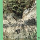 Alaskan Black Bear & Cubs In Cave, Glacier Bay, Alaska, Postcard, Nature