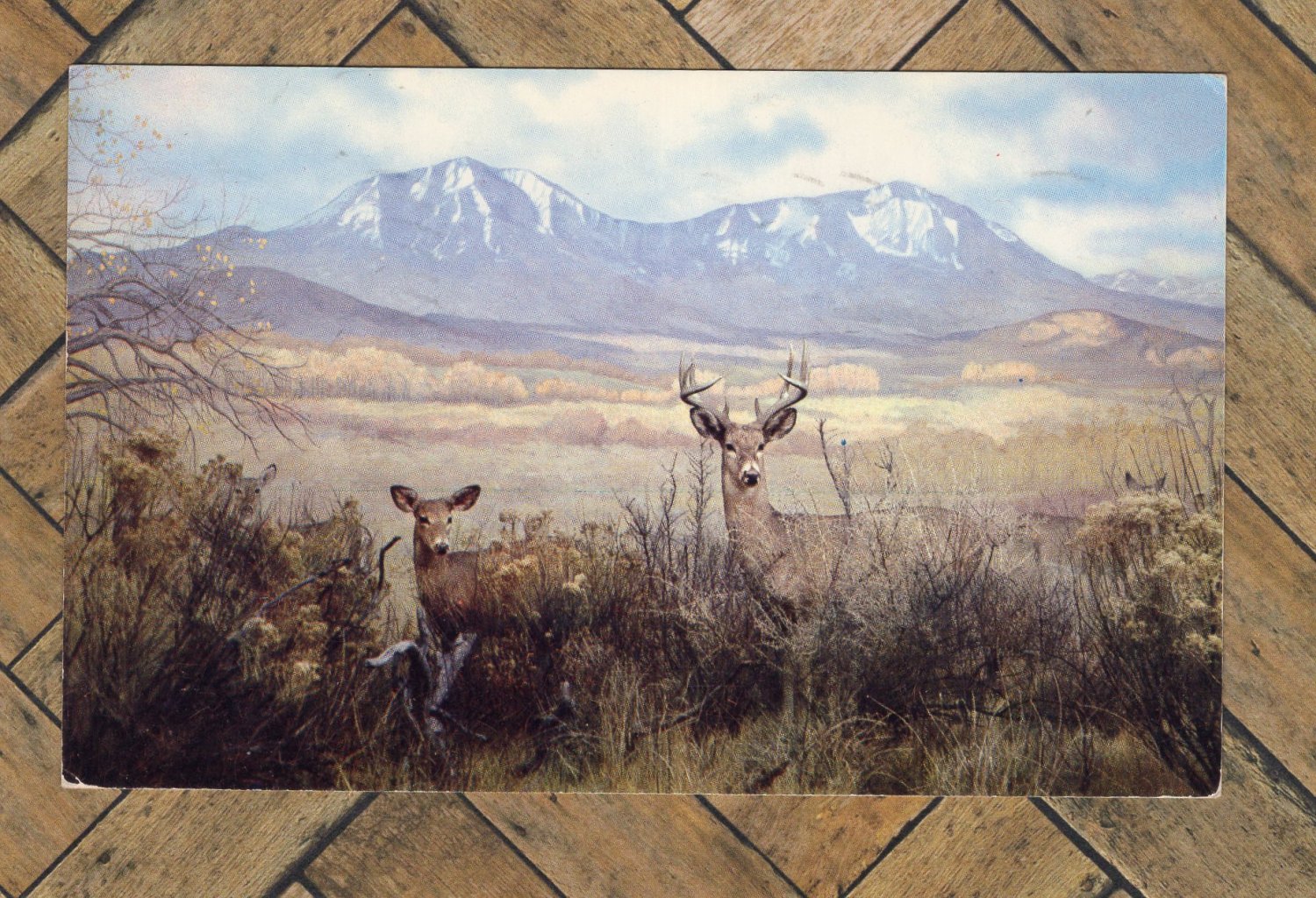 Western White-Tailed Deer Postcard, Museum Display, Colorado