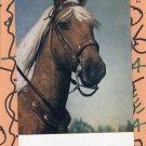 Cimmaron Horse Head Study Vintage Postcard, Equine