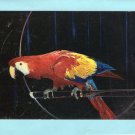 Colorful Bird Postcard, Majestic Red & Blue Macaw, Ara Macao
