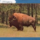 Bull Buffalo In Black Hills Of South Dakota, Full-Color Postcard