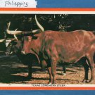 Texas Longhorn Steer Postcard, Livestock, Cattle Ranching