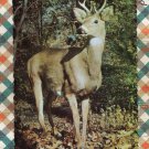 Deer On Alert, Magnificent Buck In Forest, Postcard, Animal, Mammal