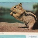 Ground Squirrel, Cute Animal Postcard, Wildlife, Colorful