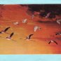 Marsh Birds At Evening, Natural History Museum, New York Postcard