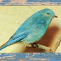 Colorful Avian Chrome Postcard With Bluebird