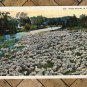 Wooly Sheep Panorama, Large Flock, Pasture Western Scene, Old Postcard
