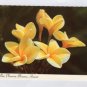 Yellow Plumeria Blossoms Hawaii Vintage Postcard, Used, Lei Flowers, Floral