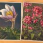 Flower Vintage Postcards Lot of 2, Phlox, Anemone, Floral, Garden