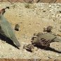Gambel's Quail, Birds Of Arizona, Vtg Postcard, Southwest Desert