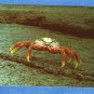 Galapagos Crab, Sally Lightfoot, Vtg Postcard, Marine, Red Rock