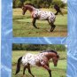 Appaloosa Horse, Spotted Mare Equine Postcards, Lot Of 3