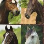 Horse Postcards, Head Studies, Collectible, Full-Color