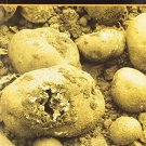 Homeopathy in the Irish Potato Famine [Apr 01, 2013] Treuherz, Francis