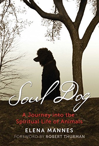 SOUL DOG