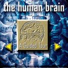 Human brain