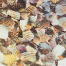 Oval Sequin 1.5" Brown Pink White Seashell Print Opaque