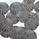 Round Sequin 1.5" Scallop Shell Ocean Sealife Opaque