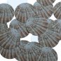 Round Sequin 1.5" Scallop Shell Ocean Sealife Opaque