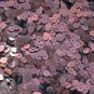 6mm Sequins Brown Chestnut Matte Silk Frost. Made in USA