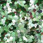 5mm Flat SEQUIN PAILLETTES ~ Green Iris Rainbow Metallic ~ Made in USA