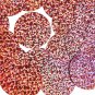 Pink Sequin Glitter Hologram Reflective Round 1.5 inch Large Couture Paillettes