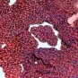 Berry Pink Red Sequin Cloud Glitter Hologram 1.5 inch Large Couture Paillettes