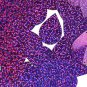 Purple Violet Sequin Teardrop Glitter Hologram 1.5 inch Large Couture Paillette