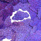 Violet Blue Sequin Cloud Glitter Hologram 1.5 inch Large Couture Paillettes