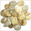 50 GRAM AAA NATURAL FOSSIL CORAL FREESIZE CABOCHON WHOLESALE LOT LOOSE GEMSTONE
