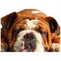 Boxer Dog Postcard Sent to You in the Mail Using a Pictorial GB Post and Go Stamp