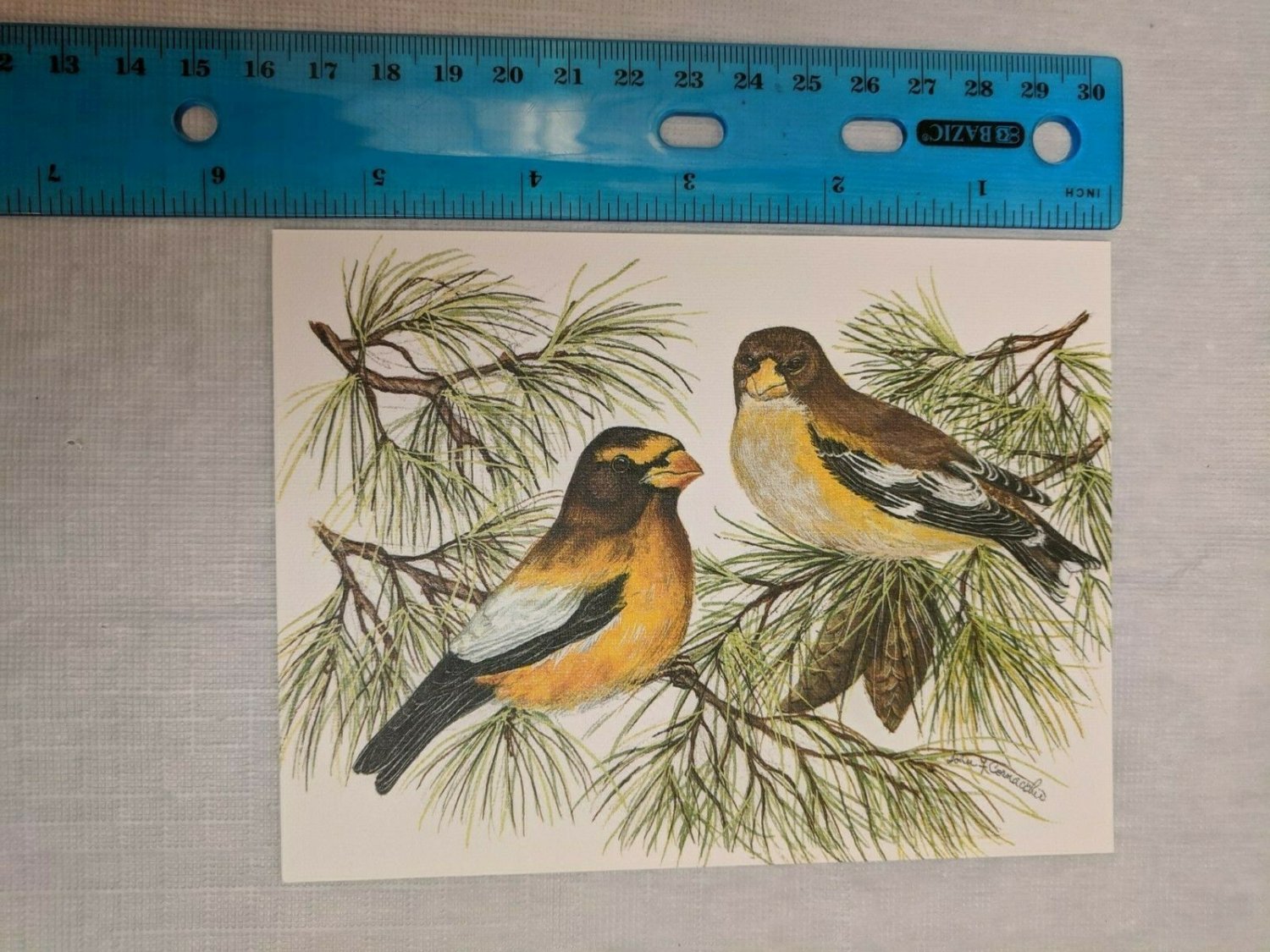 Note Card Blank Inside Evening Grosbeak Bird Art by John Cornacchio
