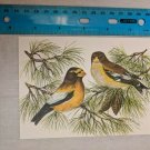 Note Card Blank Inside Evening Grosbeak Bird Art by John Cornacchio